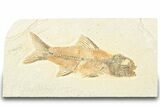 Uncommon Fossil Fish (Amphiplaga) - Wyoming #320262-1